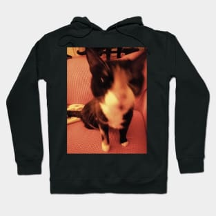 blurry cat Hoodie